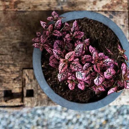 Lejlighed Kaisermoments Going am Wilden Kaiser